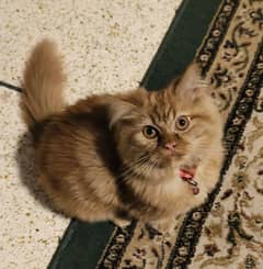 American mix Persian kitten for Sale