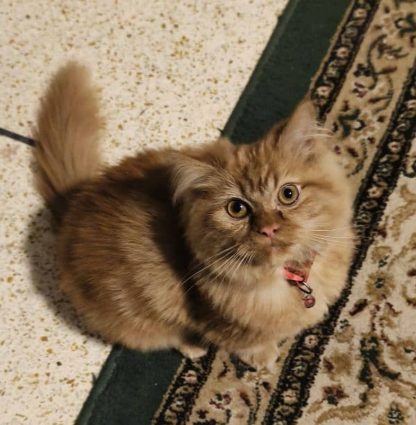 American mix Persian kitten for Sale 0