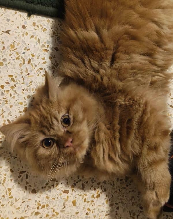 American mix Persian kitten for Sale 1