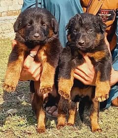 German Shepherd long coat male female Jodi for sale