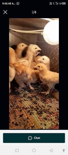 heavy golden buff chicks A+ quailty