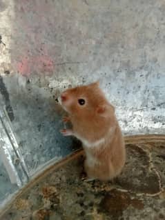 sabrian hamster age 3 month