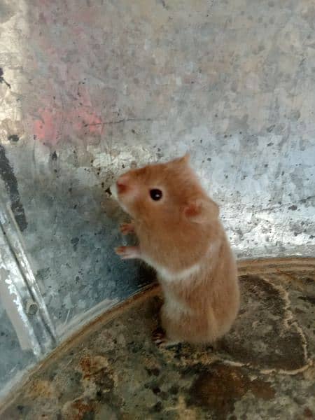 sabrian hamster age 3 month 0