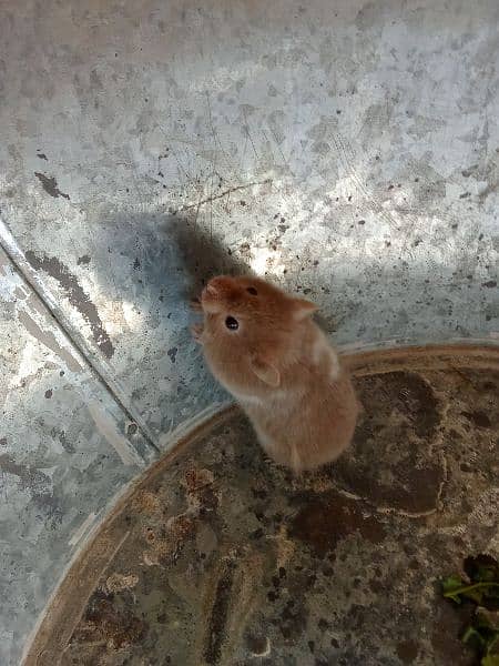 sabrian hamster age 3 month 2