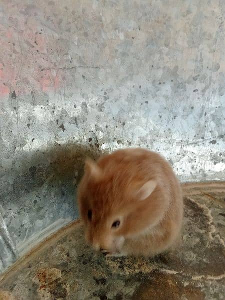 sabrian hamster age 3 month 3