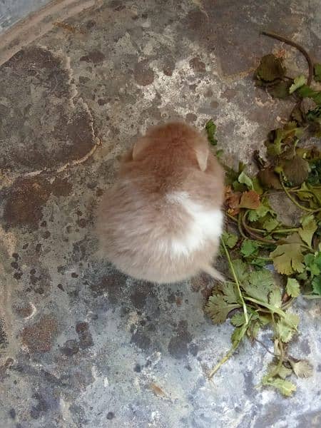 sabrian hamster age 3 month 4