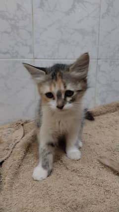 calico Persian female kitten