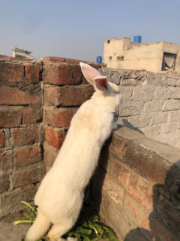 New Zealand white rabbits 1