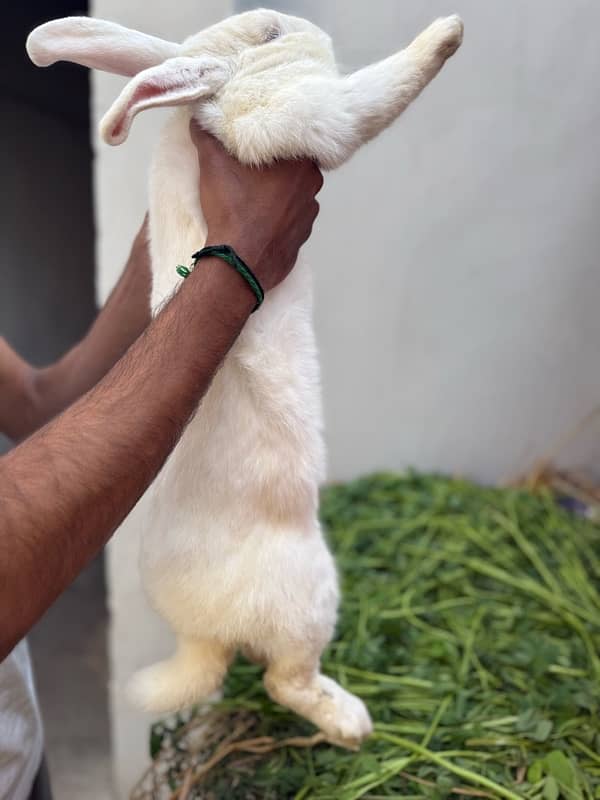 New Zealand white rabbits 2