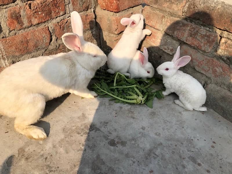 New Zealand white rabbits 3