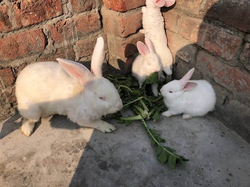 New Zealand white rabbits 4