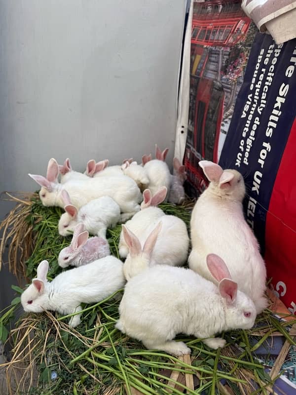 New Zealand white rabbits 7