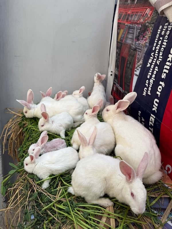 New Zealand white rabbits 9