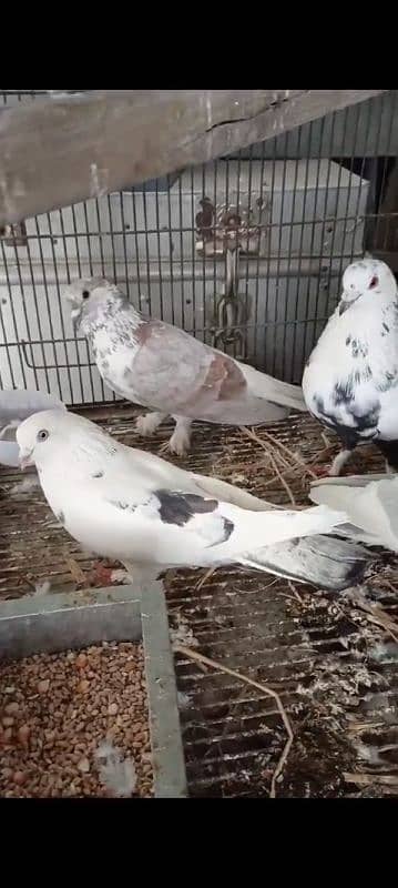 Fancy Pegion | Sherazi | kabotar | High fly | Pegion for sale | 1