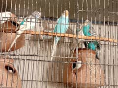 Australian parrot 500 par pair Young and chicks