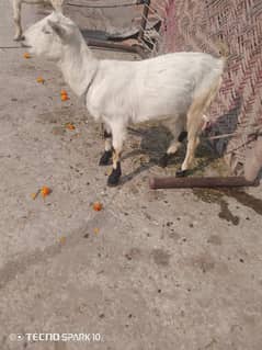 Teddy Goats pair