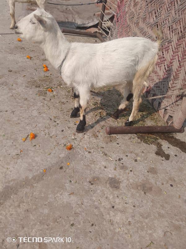 Teddy Goats pair 0