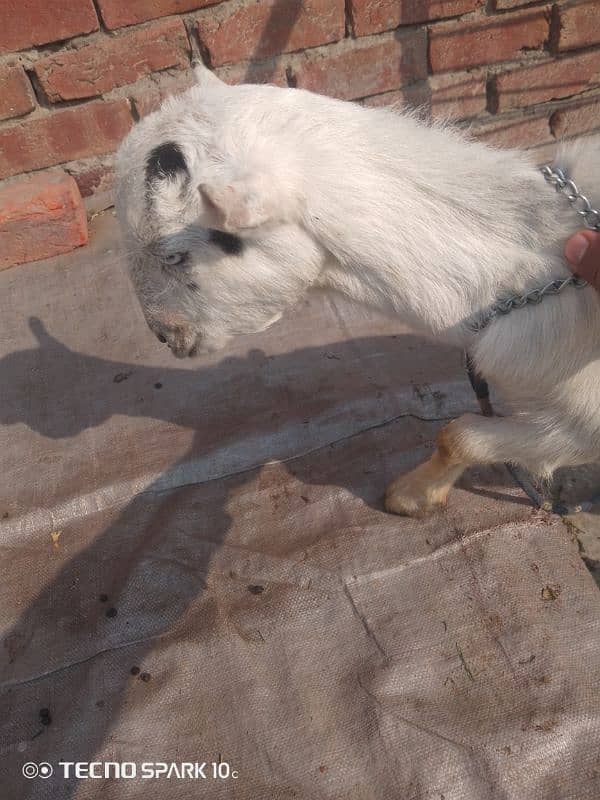 Teddy Goats pair 1