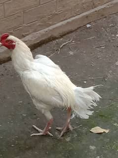 aseel murga for sale white Boss ka