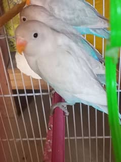 bule pastel or albino for sale duo pair hain home breed