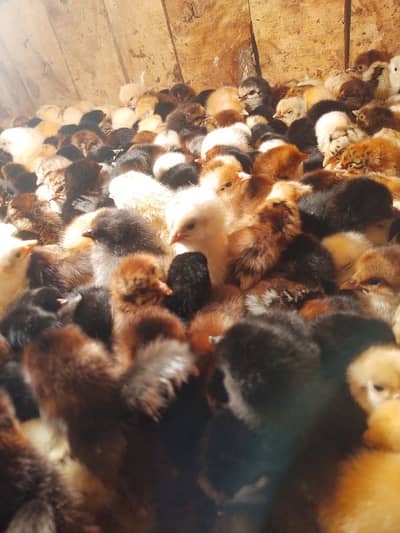 golden misri chick's/ Golden misri chuzay/ chicks /chuzay