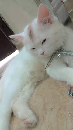 white Persian femela cat