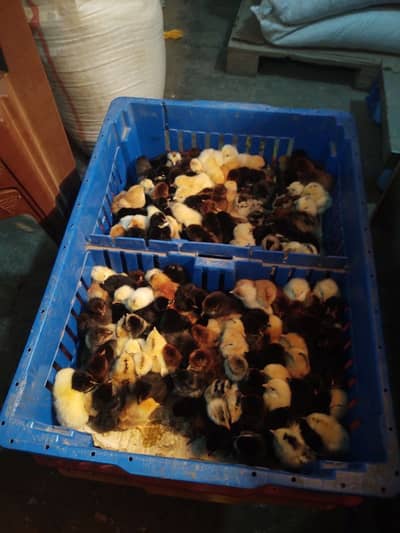 day old chick A grade  available