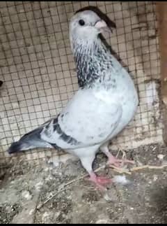 imported pigeon recar