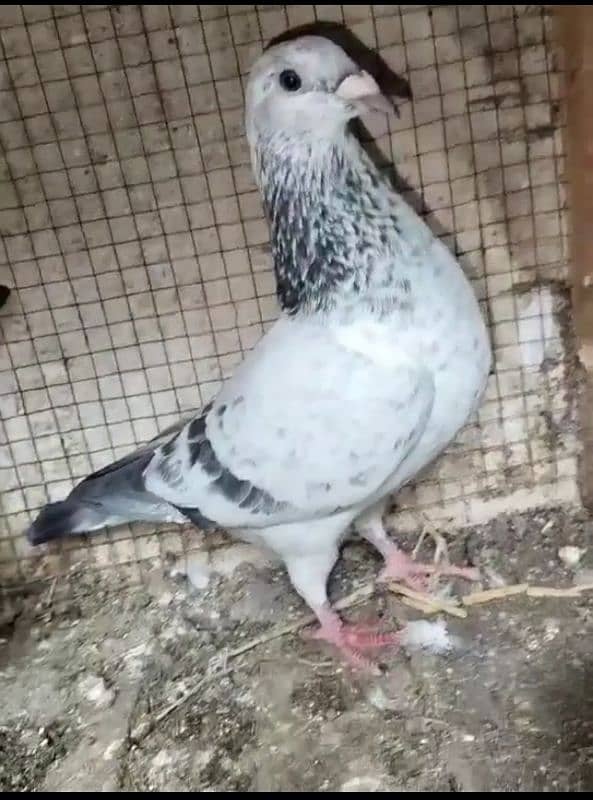 imported pigeon recar 0