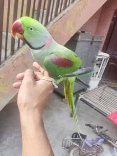 Talking Raw Parrot male