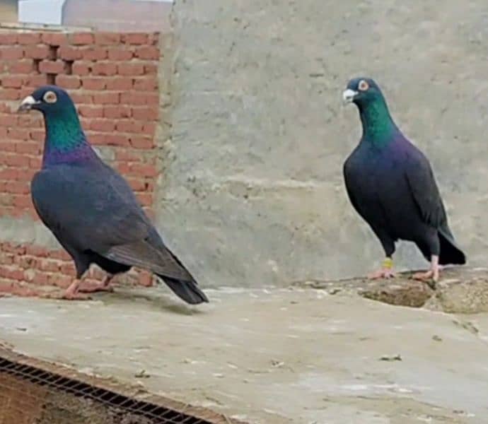 imported pigeon recar 2