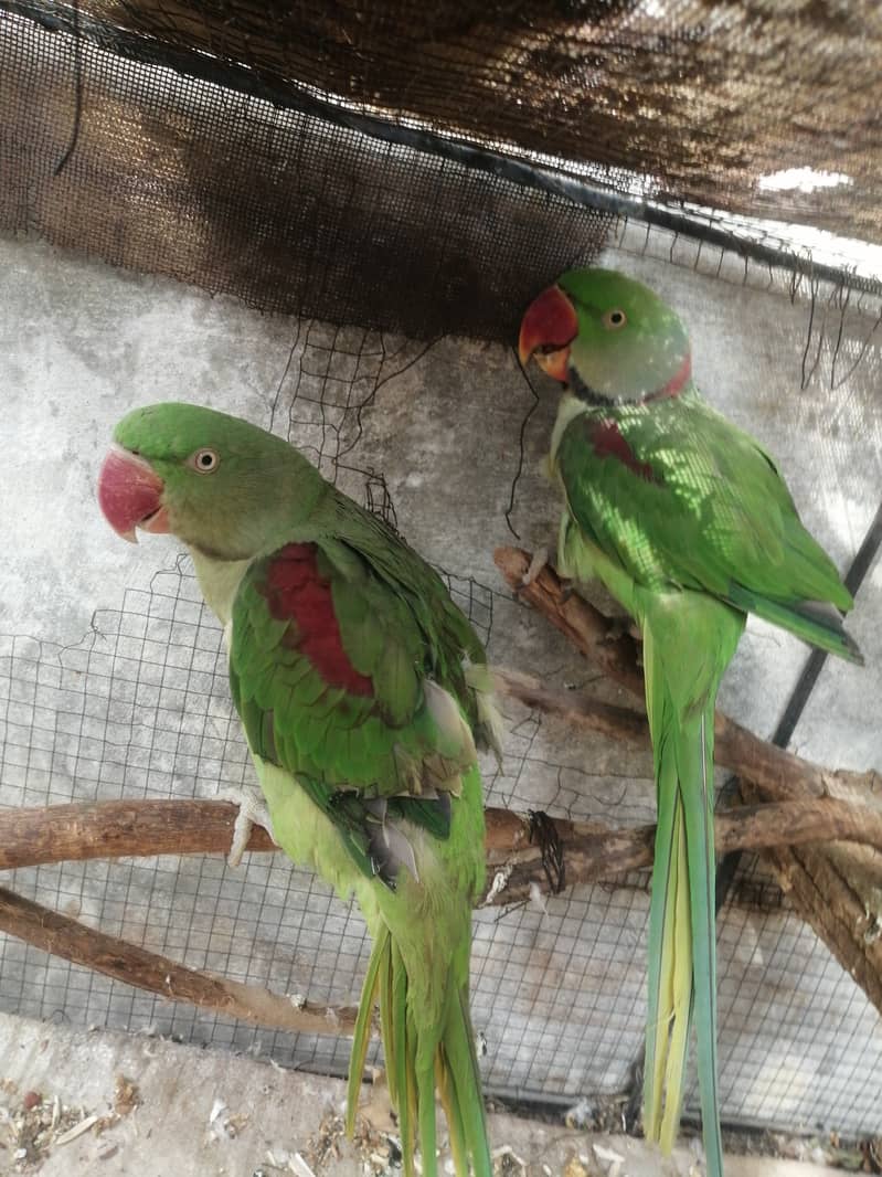 2 parrots each 20 k 1