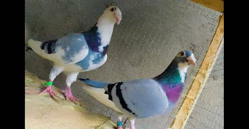 imported pigeon recar 4