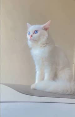 Russian cat blue eye double coated