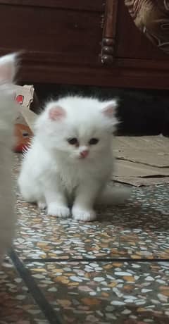 Kitten /white kitten/ female kitten /kitty /triple coated kitten