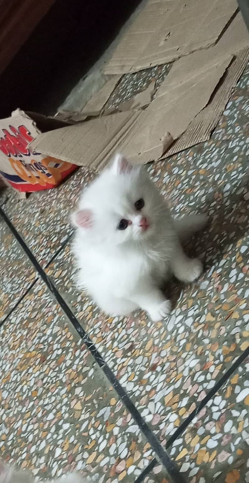 Kitten /white kitten/ female kitten /kitty /triple coated kitten 1