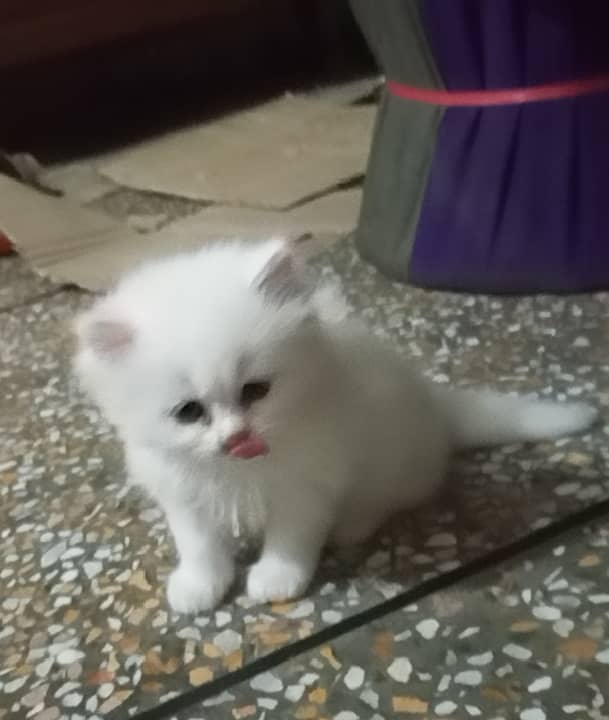 Kitten /white kitten/ female kitten /kitty /triple coated kitten 2