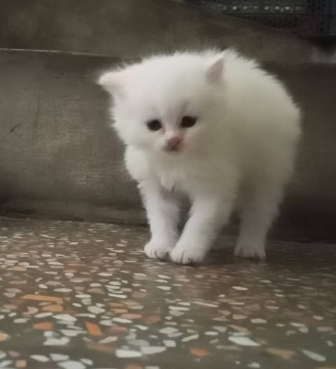 Kitten /white kitten/ female kitten /kitty /triple coated kitten 3