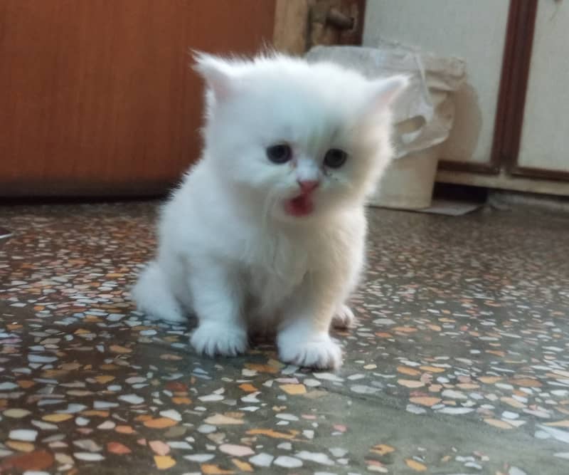 Kitten /white kitten/ female kitten /kitty /triple coated kitten 4