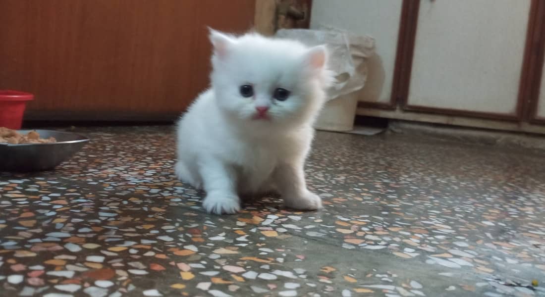 Kitten /white kitten/ female kitten /kitty /triple coated kitten 5