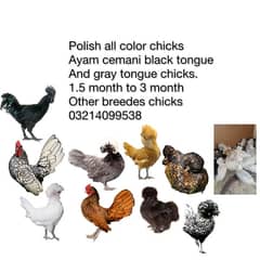 polish all color chicks ayam cemani black tongue and gray 03214099538