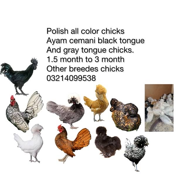 polish all color chicks ayam cemani black tongue and gray 03214099538 0