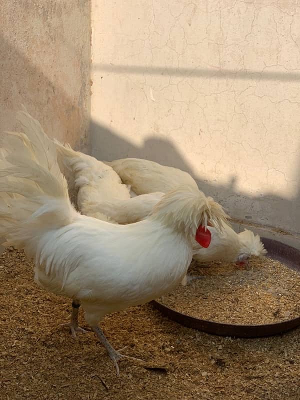 polish all color chicks ayam cemani black tongue and gray 03214099538 2