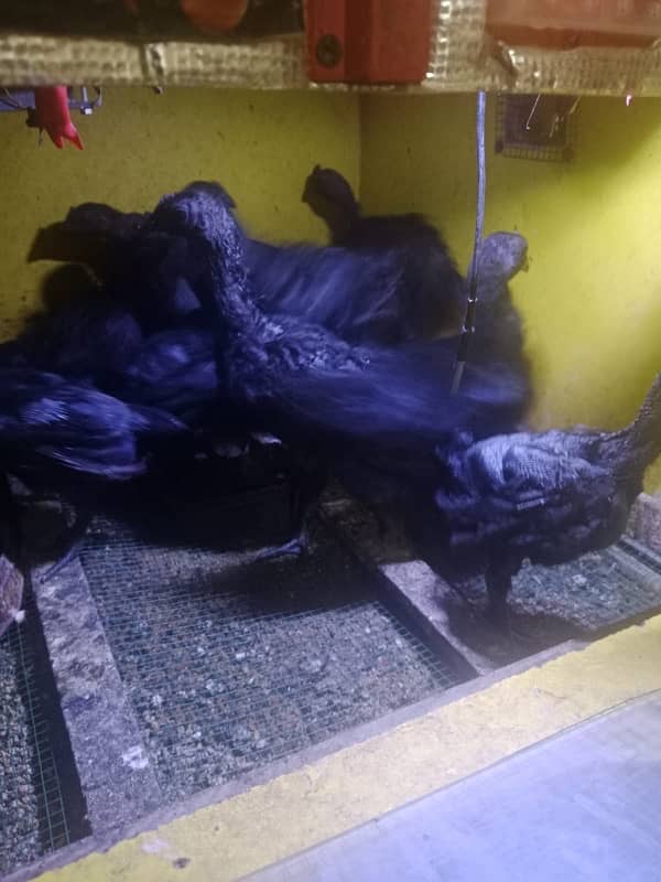 polish all color chicks ayam cemani black tongue and gray 03214099538 4