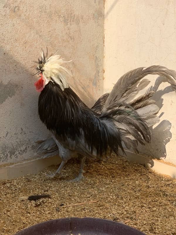 polish all color chicks ayam cemani black tongue and gray 03214099538 5