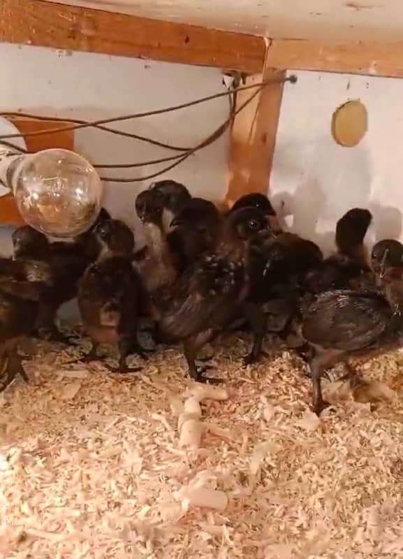 polish all color chicks ayam cemani black tongue and gray 03214099538 7