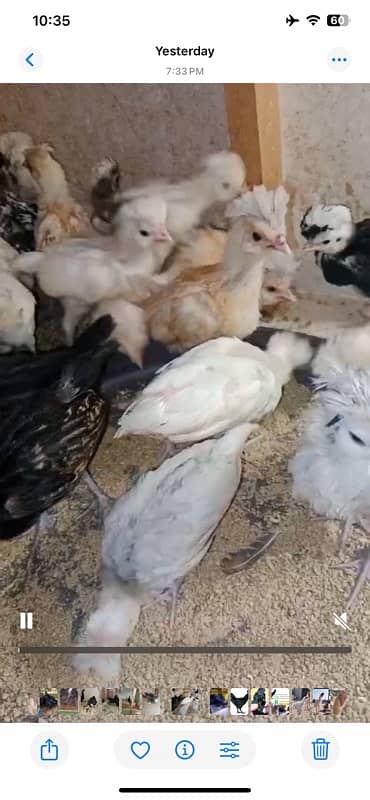 polish all color chicks ayam cemani black tongue and gray 03214099538 10