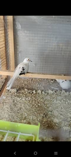 Beautiful Diamond Pied Pairs