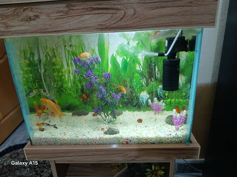 Aquarium Tank 1 x 1.5ft size with 7 gold fishes 1