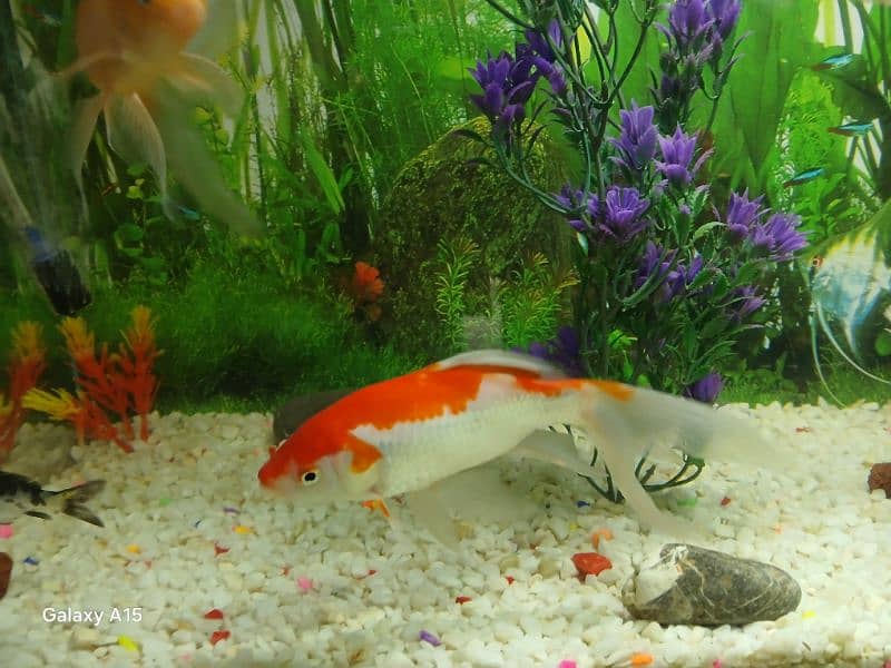 Aquarium Tank 1 x 1.5ft size with 7 gold fishes 6